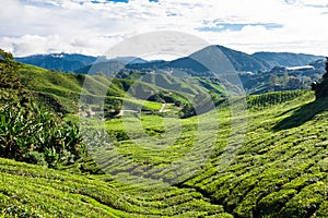 Green Hills of Tea Planation - Cameron Highlands, Malaysia