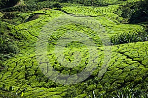 Green Hills of Tea Planation - Cameron Highlands, Malaysia