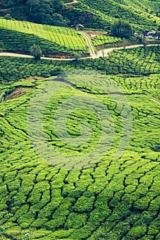 Green Hills of Tea Planation - Cameron Highlands, Malaysia