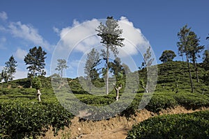 Green hills with tea plantations Ella, Sri Lanka.