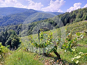 Green hills with vineyard and forests. Pohorje Mountains. Slovenia