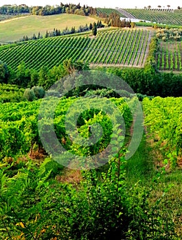 Green hills of wine, Sangiovese photo