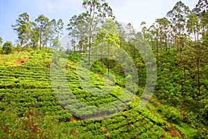 Green hillside of the tea plantations in Ella Sri Lanka