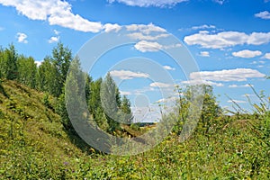 Green hillside with trees on a sunny day