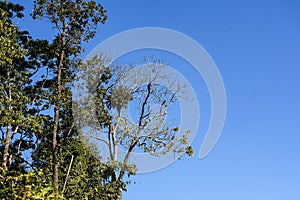 Green Himalaya forest trees with blue sky