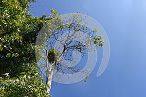 Green Himalaya forest trees with blue sky