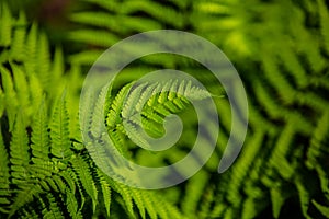 Green Hime on the ground