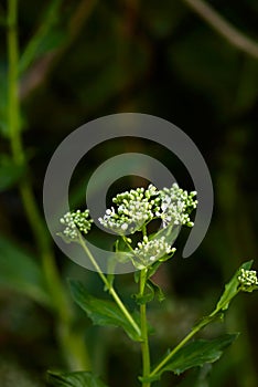 Green Hoary Cress Buds