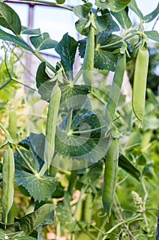 Green hods of peas on a stalk