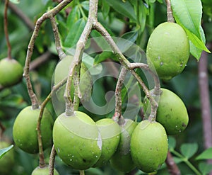 Green Hog Plum Fruit on Hog Plum Tree