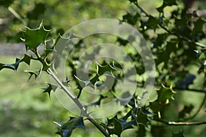 Green Holly Bush with Sharp Spinery Leaves