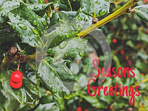 Green Holly With Red Berries Seasons Greetings Text Background