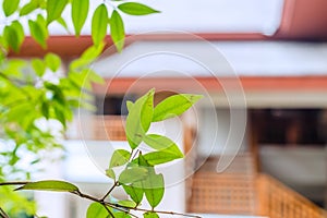 Green home eco living tree plant for cooling home space concept