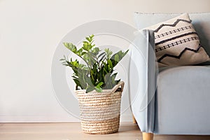 green home plant near sofa, zamioculcas at interior. Modern living room wooden floor, blue pillow