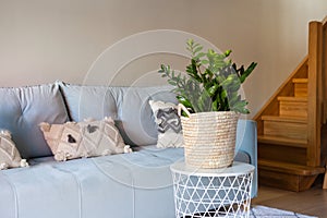 green home plant near sofa, zamioculcas at interior. Modern living room wooden stairs, blue pillow