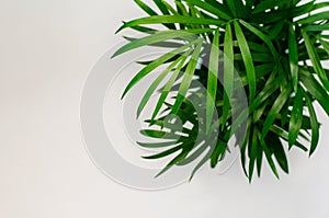 Green home plant in a pot top view on a white background