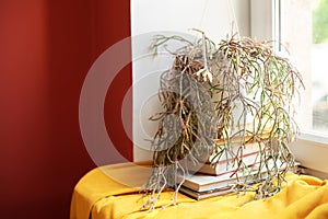 Green home plant in pot on a windowsill in room. Cozy decor of the room. Houseplant potted on stack of books at house.