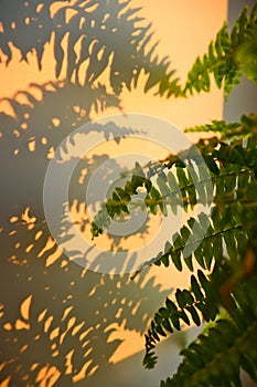 Green home plant with shadows from warm sunsrise light