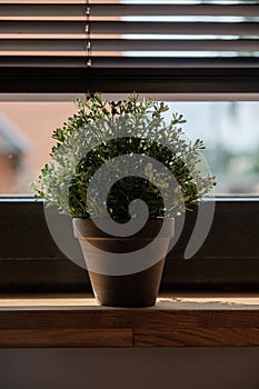 A green home plant on the windowsill of a sun-drenched room. Blinds on the window