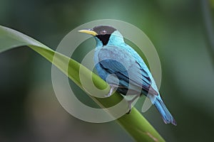 Green Honeycreeper