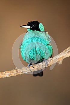 Green Honeycreeper