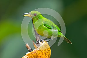 Green Honeycreeper from Arenal Volcano National Park, Costa Rica