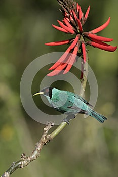 Green honeycreeper, Chlorophanes spiza,