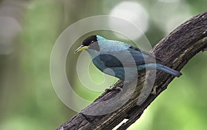 Green Honeycreeper (Chlorophanes spiza)