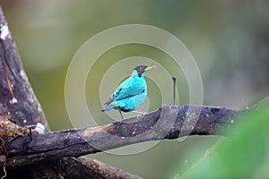 Green honeycreeper (Chlorophanes spiza caerulescens) in Ecuador