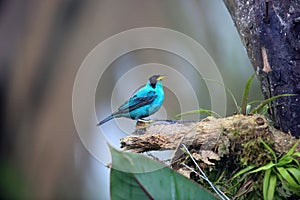 Green honeycreeper (Chlorophanes spiza caerulescens) in Ecuador