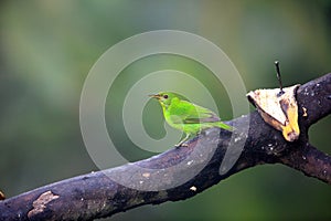 Green honeycreeper (Chlorophanes spiza caerulescens) in Ecuador