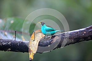 Green honeycreeper (Chlorophanes spiza caerulescens) in Ecuador