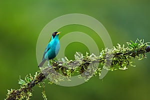 Green Honeycreeper, Chlorophanes spiza close-up portrait of tanager from tropical forest. Exotic tropical bird