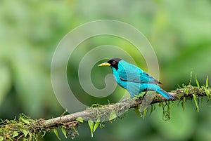 Green Honeycreeper - Chlorophanes spiza, Costa Rica