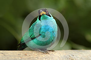 Green Honeycreeper, Chlorophanes spiza, exotic tropic malachite green and blue bird form Costa Rica