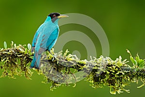 Green Honeycreeper, Chlorophanes spiza, exotic tropic malachite green and blue bird form Costa Rica. Tanager from tropic forest. C