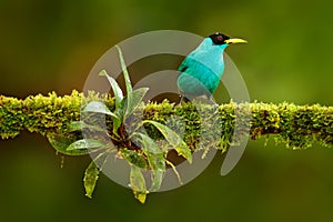 Green Honeycreeper, Chlorophanes spiza, exotic tropic malachite green and blue bird form Costa Rica. Tanager from tropic forest. C