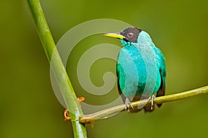 Green Honeycreeper, Chlorophanes spiza, exotic tropic malachite green and blue bird form Costa Rica. Tanager from tropic forest. C