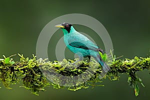 Green Honeycreeper, Chlorophanes spiza, exotic tropical malachite green and blue bird from Costa Rica. Tanager from tropical