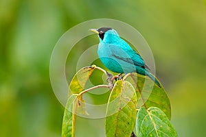 Green Honeycreeper, Chlorophanes spiza, exotic tropical malachite green and blue bird from Costa Rica. Tanager from tropical fores