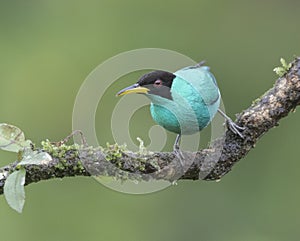 Green honeycreeper (Chlorophanes spiza), male