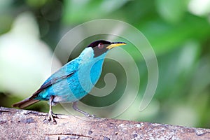 Green honeycreeper Chlorophanes spiza perched on a log. ItacarÃ©, Bahia, Brazil