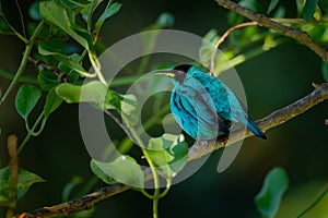 Green Honeycreeper - Chlorophanes spiza, small blue green bird in the tanager family