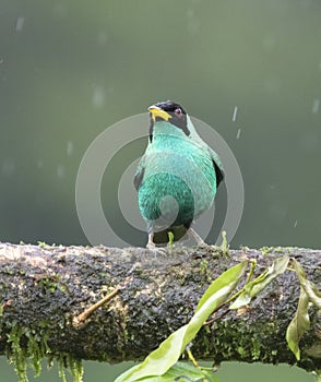 Green honeycreeper (Chlorophanes spiza) under rain