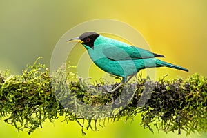 Green honeycreeper (Chlorophanes spiza) on yellow background