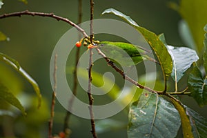 Green Honeycreeper, Female