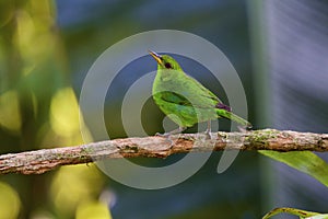 Green Honeycreeper Female 842296