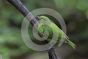 Green Honeycreeper, Female Chlorophanes spiza