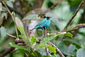 Green Honeycreeper, Mindo Cloud Forest, Ecuador