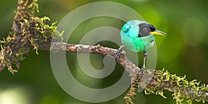 Green Honeycreeper, Tropical Rainforest, Costa Rica